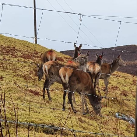 Stags View Holiday Home بورتري المظهر الخارجي الصورة